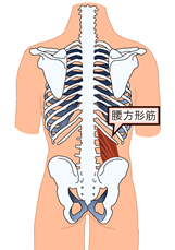 筋 腰 方形