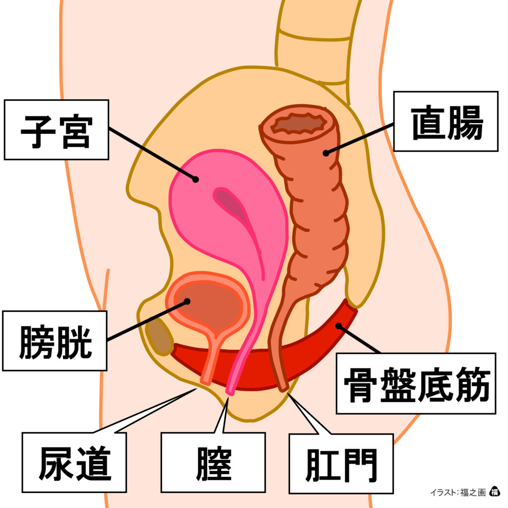 尿漏れと骨盤底筋群 茂澤メディカルクリニック 公式 南千住駅3分 内科 皮膚科 リハビリテーション科 整形外科 尿漏れと骨盤底筋群 茂澤メディカルクリニック 公式 南千住駅3分 内科 皮膚科 リハビリテーション科 整形外科