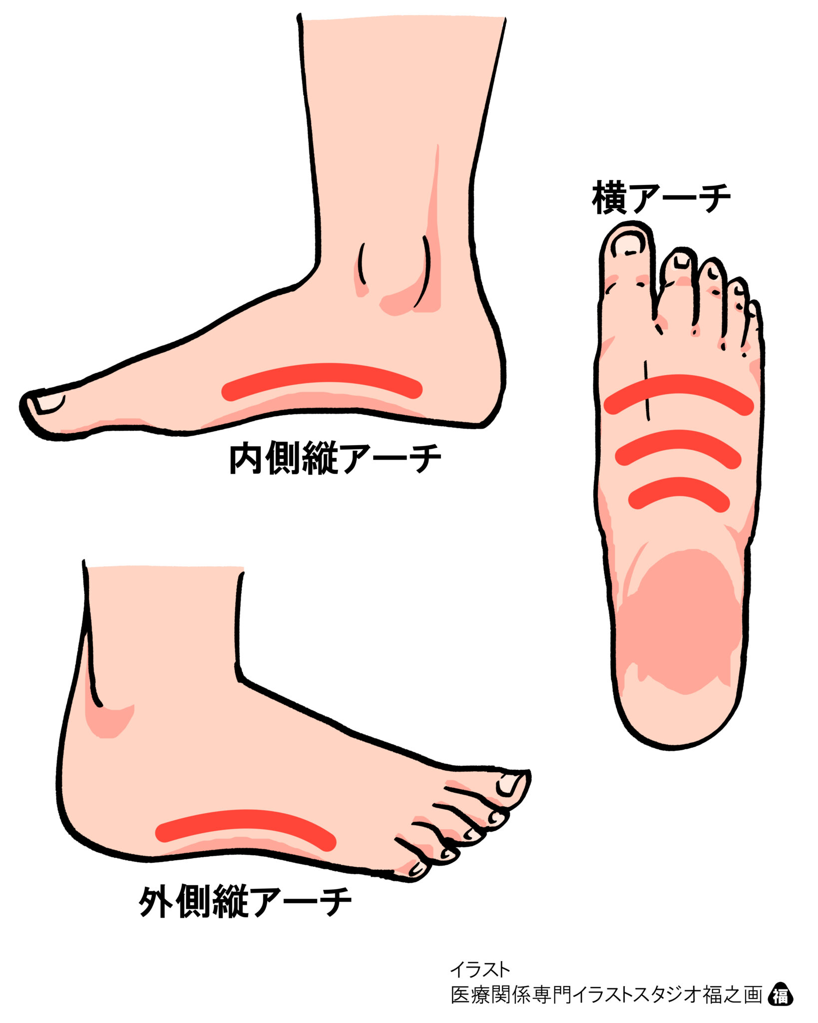 足 部 アーチ について 正しい の は どれ か